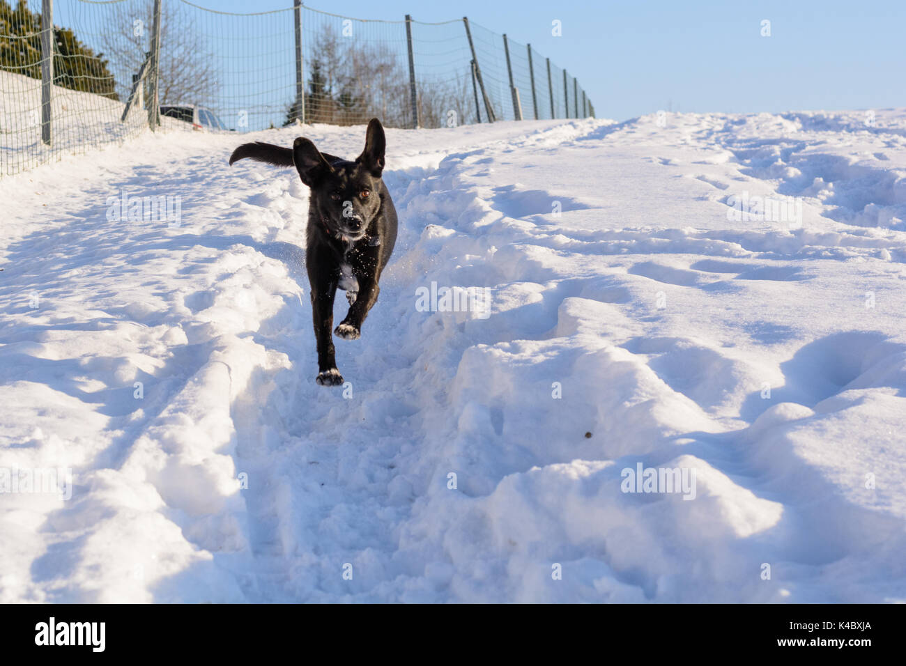 Cane nero corre veloce nella neve Foto Stock