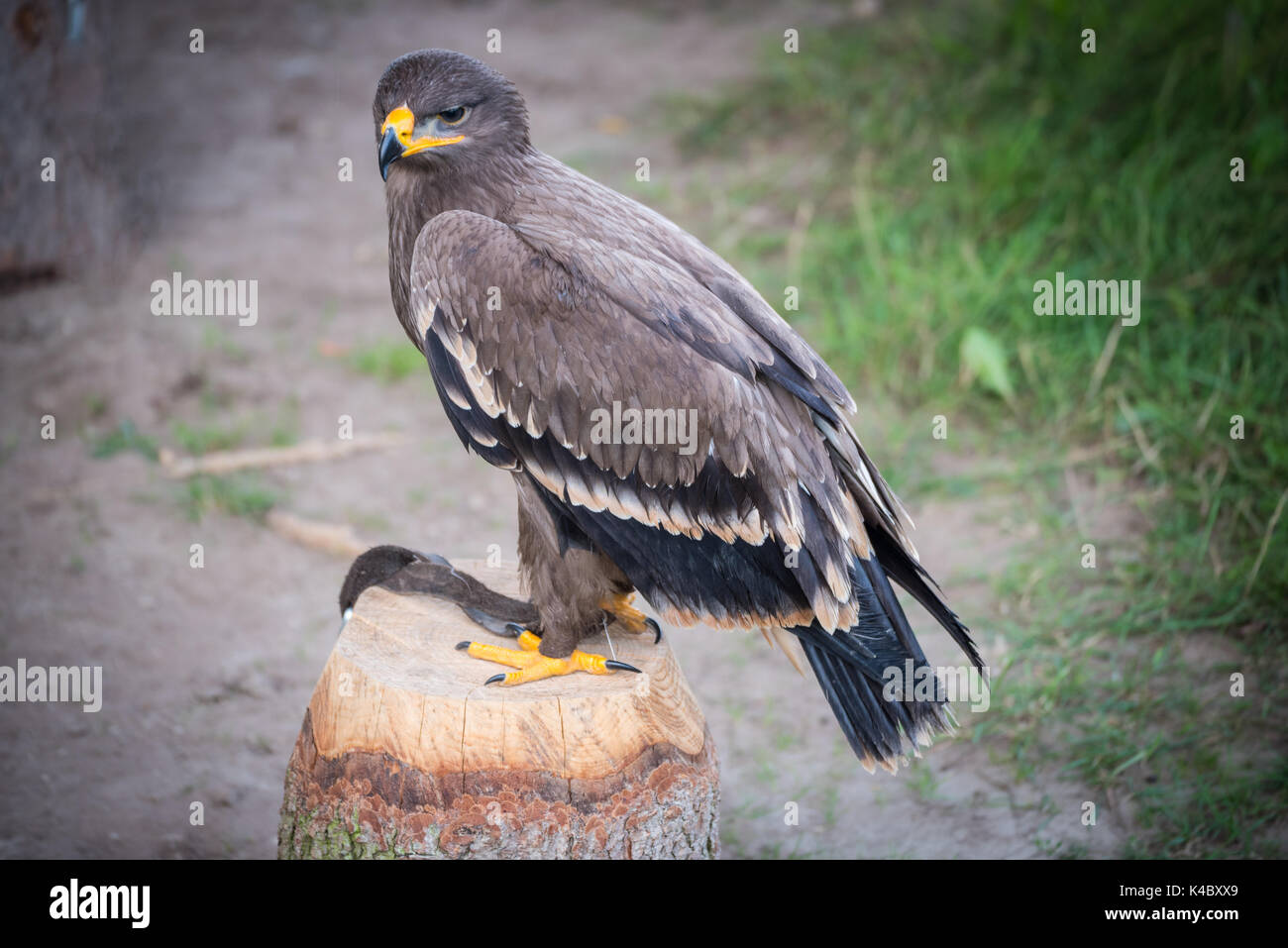 Steppa eagle siede su un ceppo di albero presso il falconiere Foto Stock