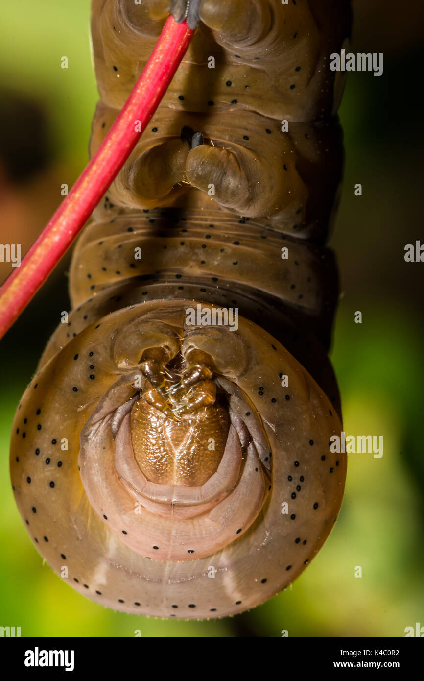 Una chiusura di Pandora sphinx moth larva di mangiare virginia il superriduttore. Foto Stock