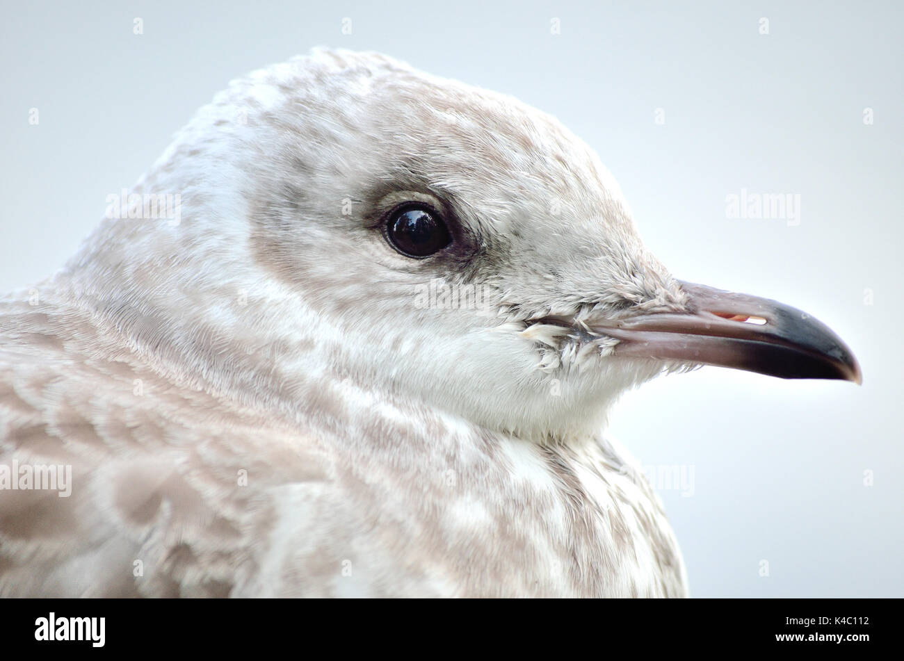 Bella seagull closeup profilo Foto Stock