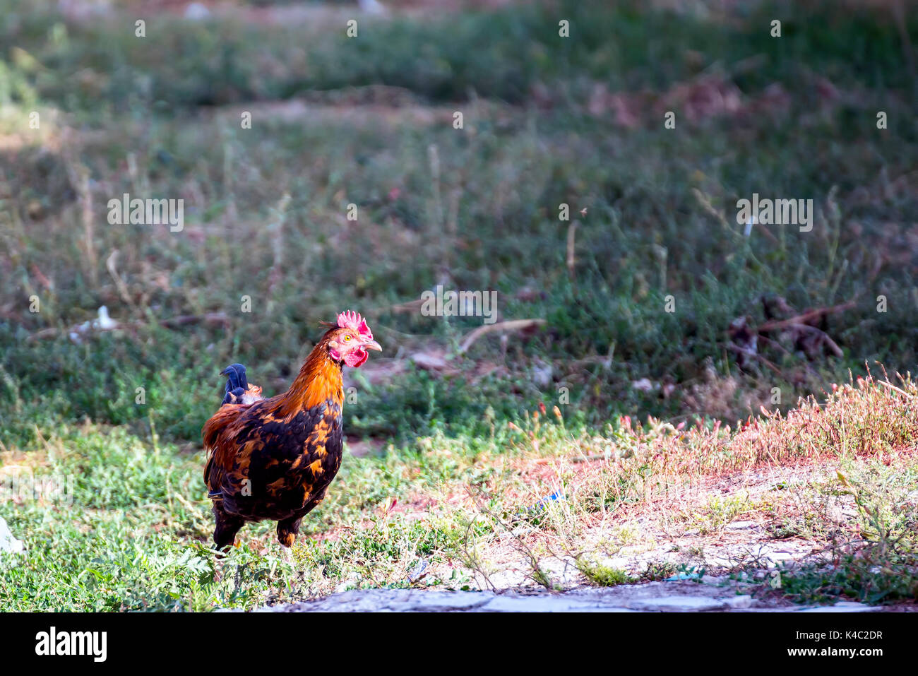 Pollo di motley colore Foto Stock