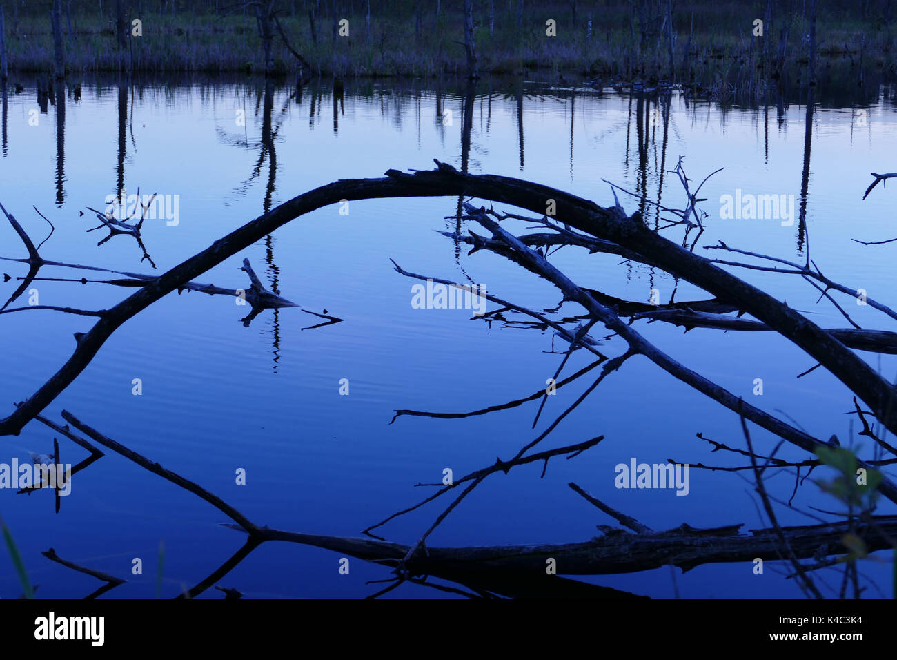 Schwenninger Moss al Blue ora, nella torbiera del Lago vi è la sorgente del fiume Neckar Foto Stock