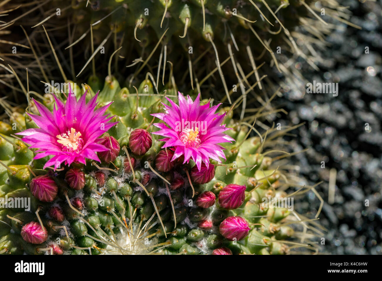 Primo piano di una fioritura Cactus con fiori di colore rosso Foto Stock