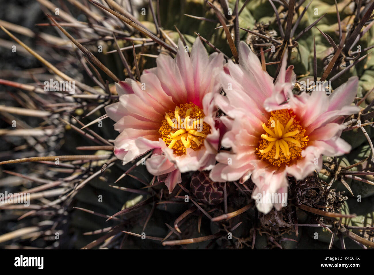 Primo piano di una fioritura Cactus con fiori di colore rosso Foto Stock