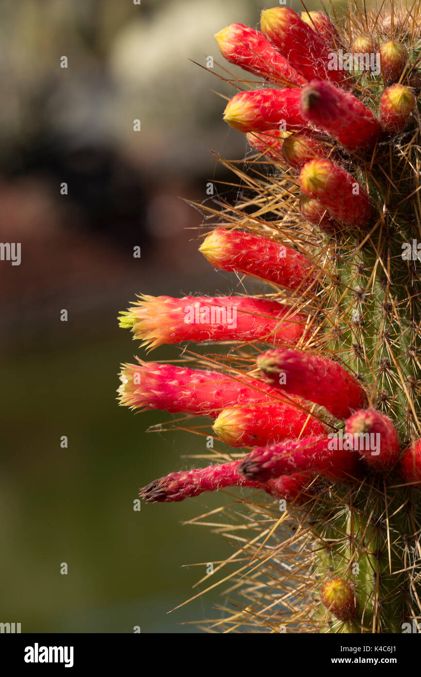 Primo piano di una fioritura Cactus con fiori di colore rosso Foto Stock