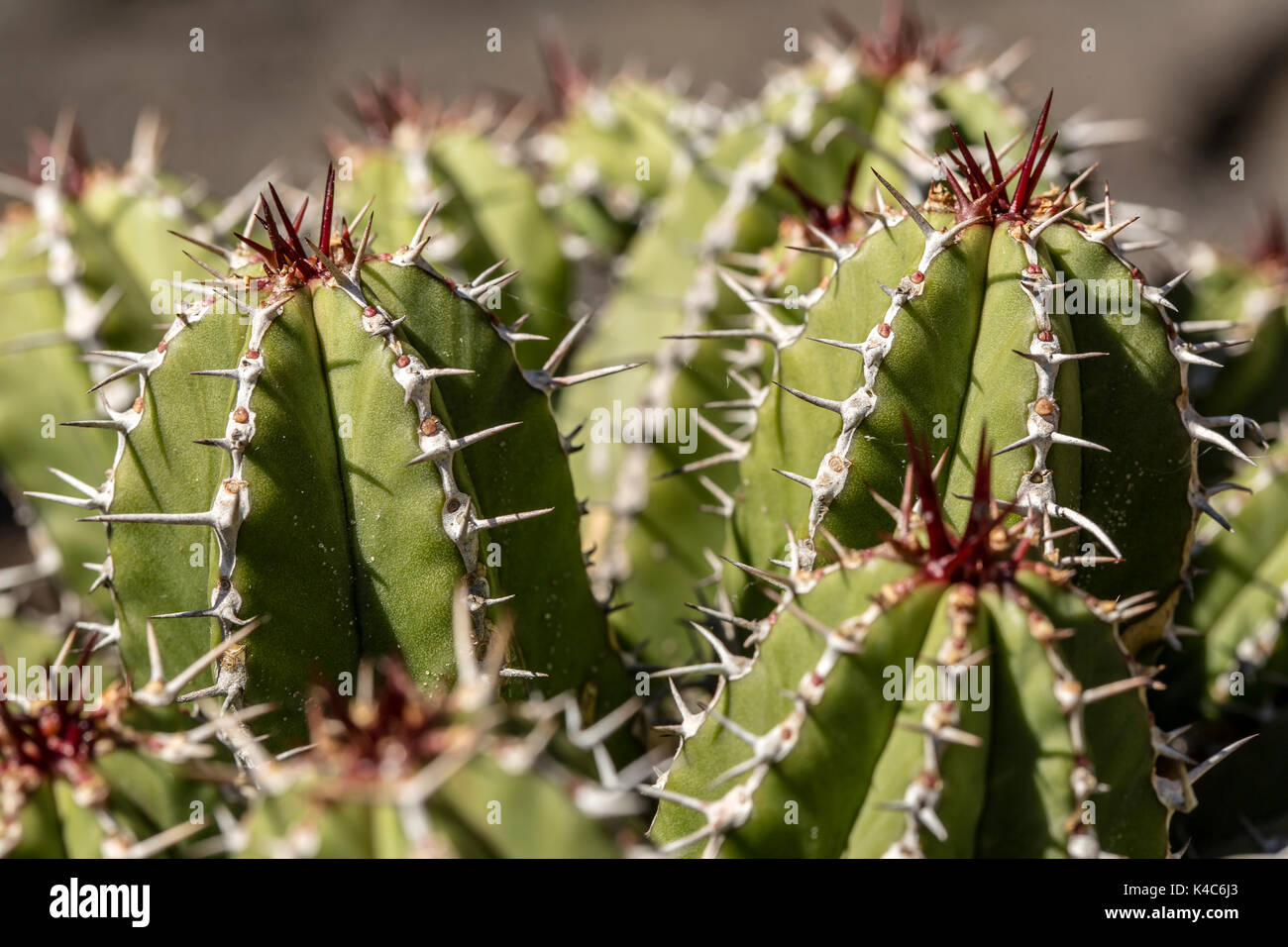 Close up di un cactus dal lato Foto Stock