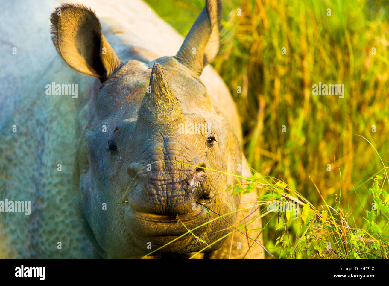 Faccia frontale vista in via di estinzione di un corno di rinoceronte indiano nel suo habitat naturale a Chitwan il parco nazionale, il Nepal Foto Stock