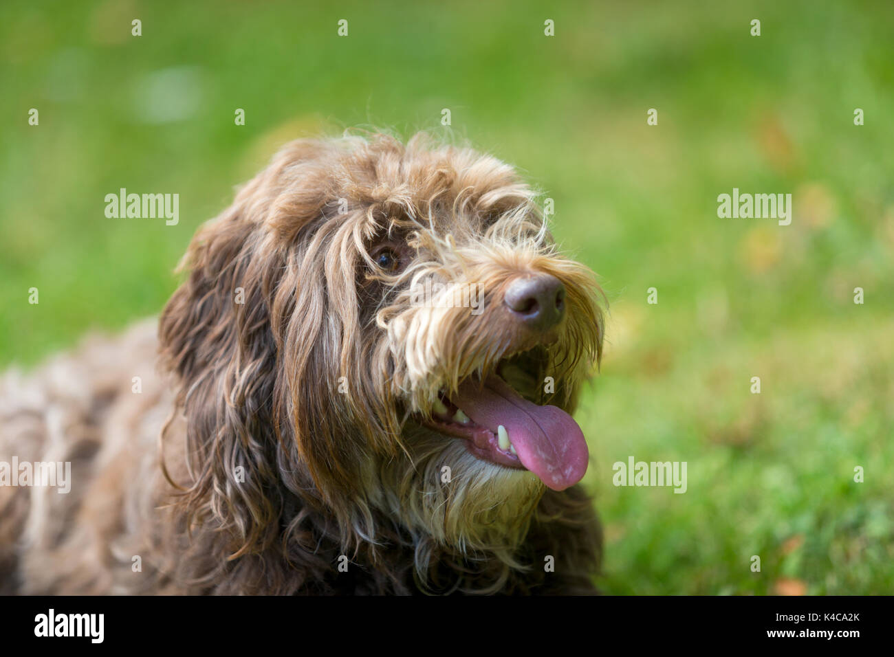 La testa e il viso di un Border Collie e mix barboncino allevati cane Foto Stock