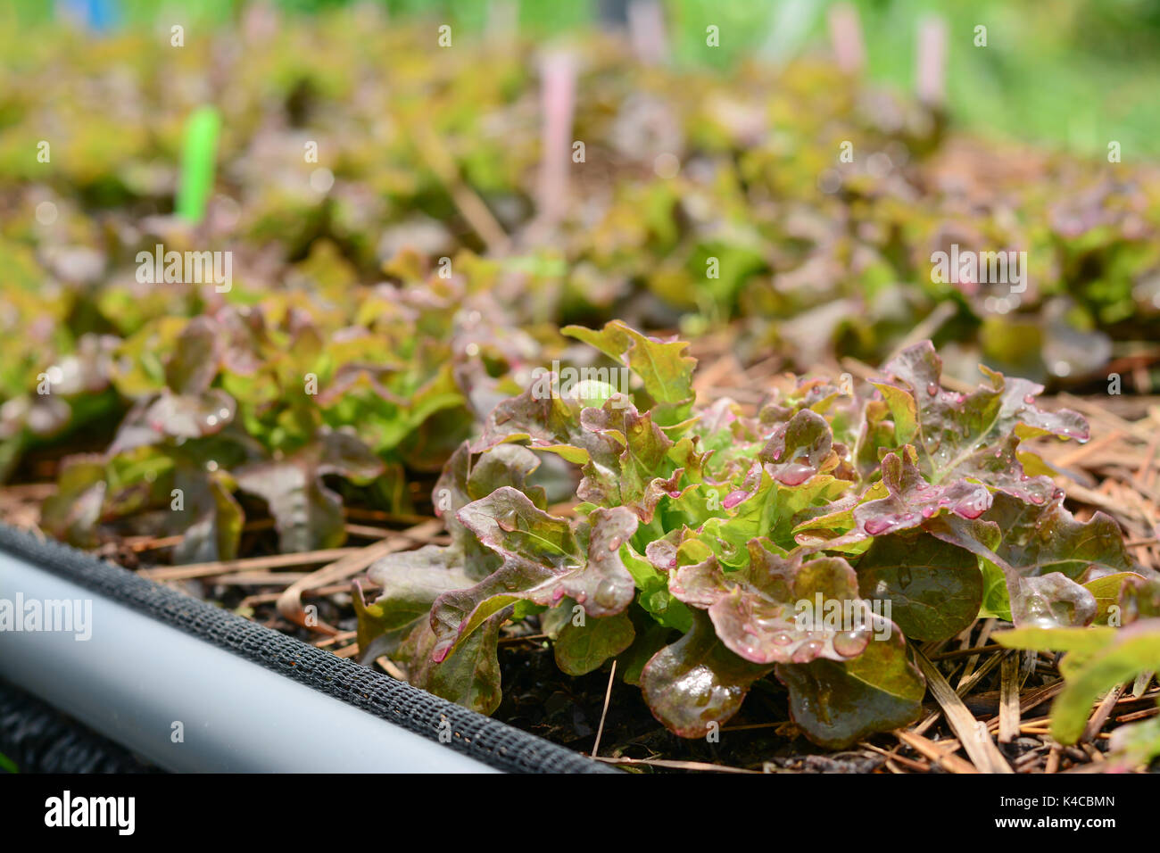 Vegetali di hydroponic farm, agricoltura e settore alimentare concetto. (Quercia Rossa insalata di lattuga) Foto Stock