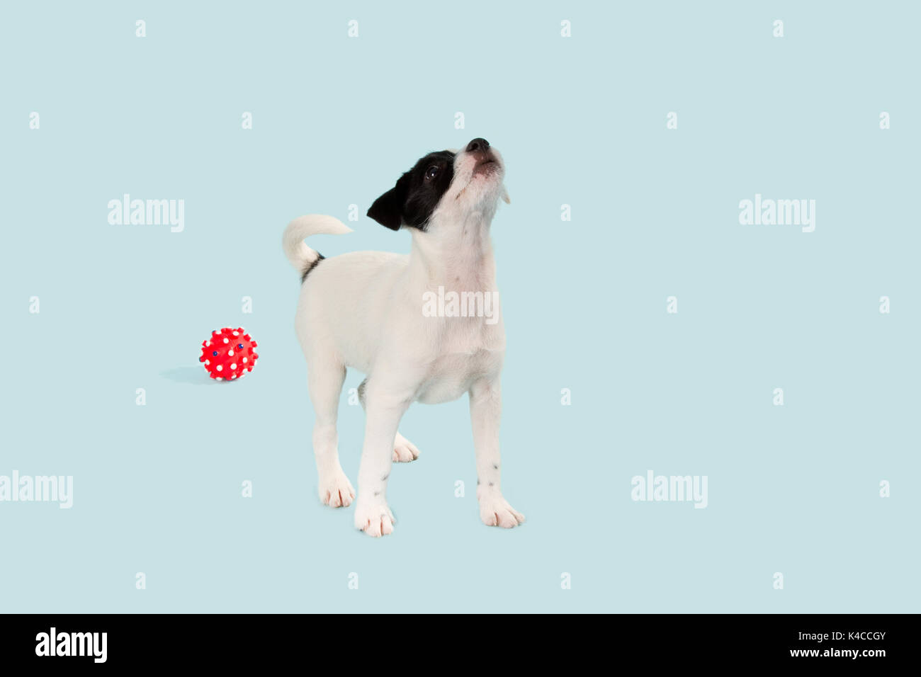 Jack Russel terrier cucciolo con sfera Foto Stock