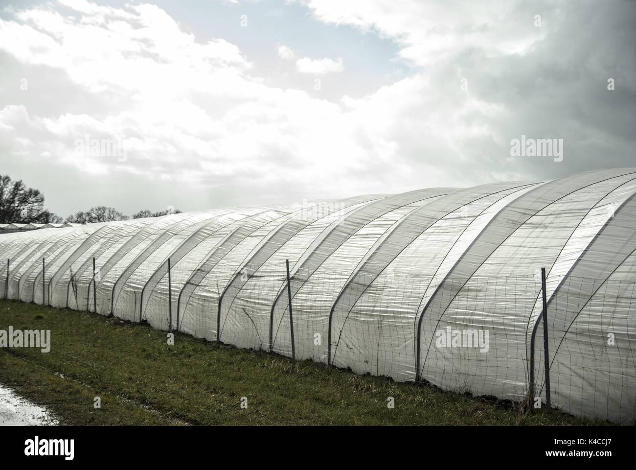 La piantagione di fragole Foto Stock