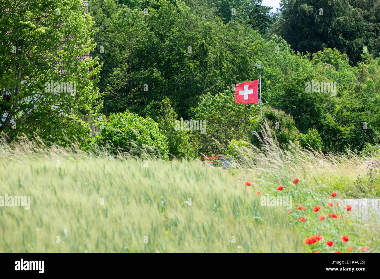 Papavero rosso accanto a Cornfield conduce a svolazzanti bandiera svizzera e Panchina da giardino di fronte la vegetazione verde Foto Stock