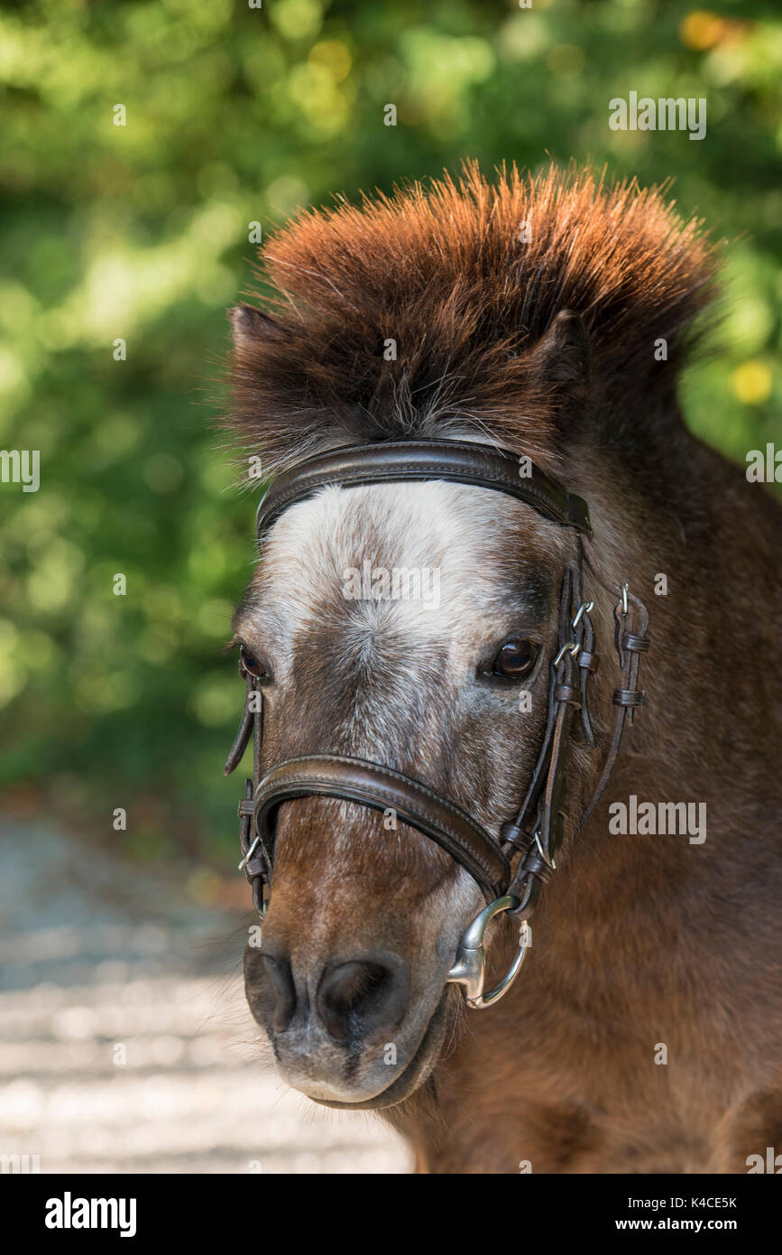 Ritratto di un imbrigliati, Marrone bianco Shetlandpony Molted con la criniera in stile punk, nel retro verde della foresta Foto Stock