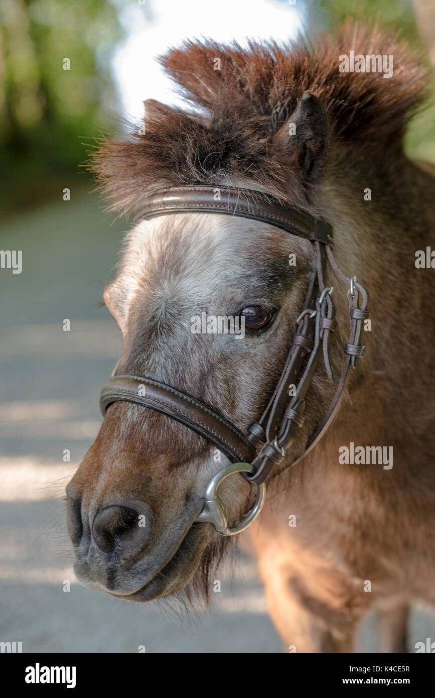 Ritratto di un imbrigliati, marrone bianco shetlandpony molted con la criniera in stile punk Foto Stock