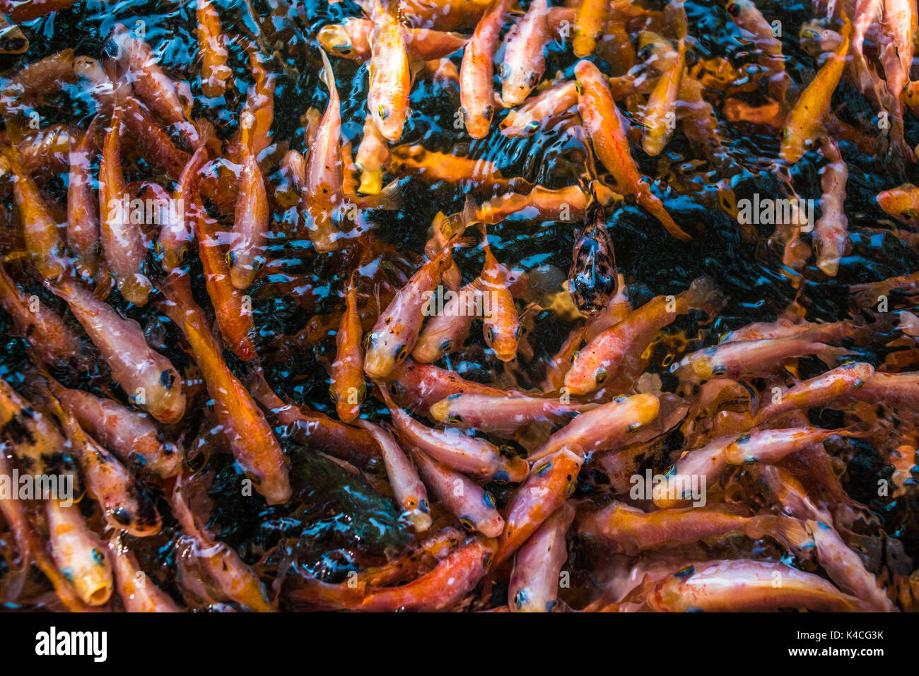 Scuola di goldfishes, Madu Ganga, Sri Lanka Foto Stock