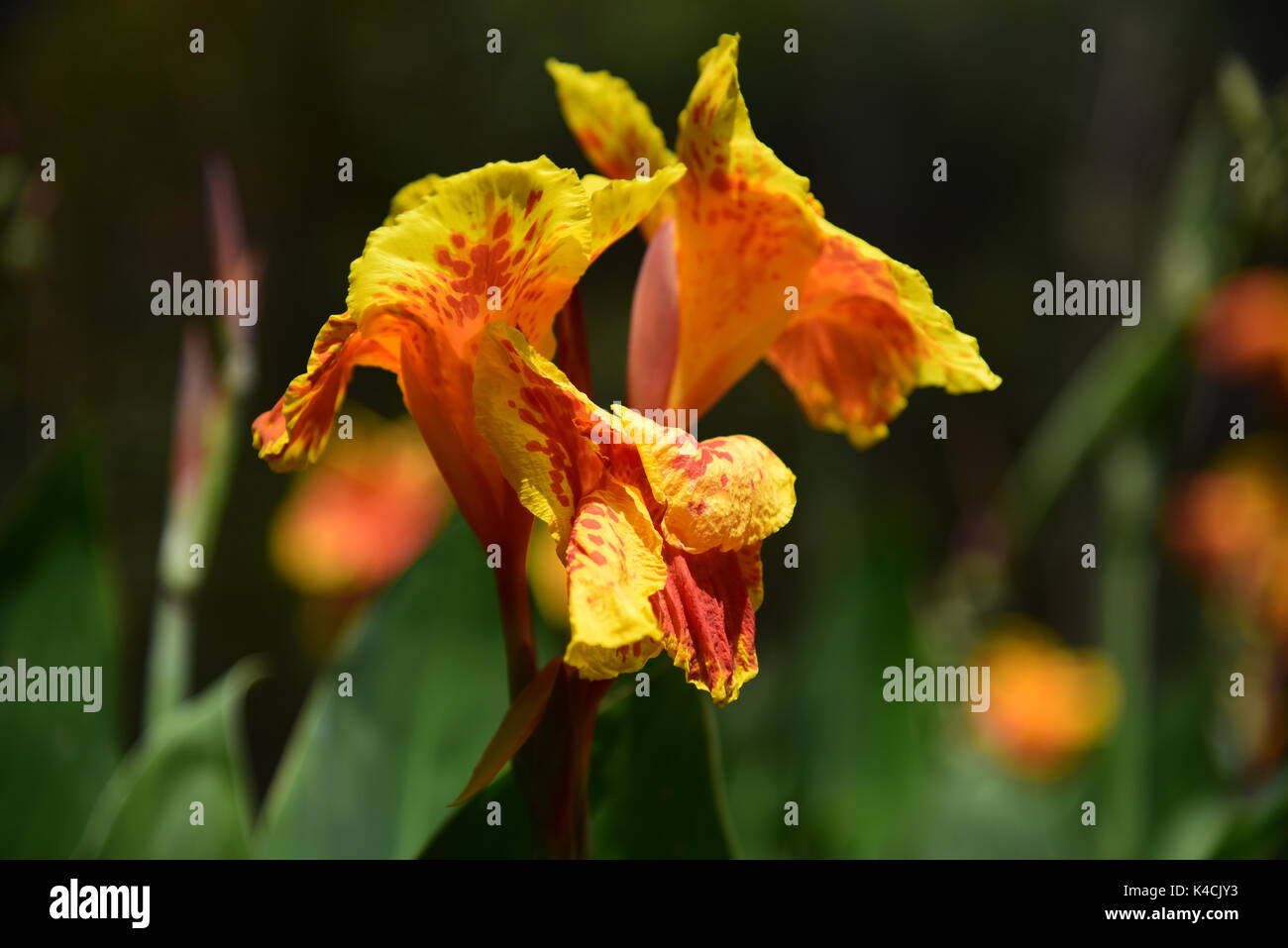 Canna lili fiore Foto Stock