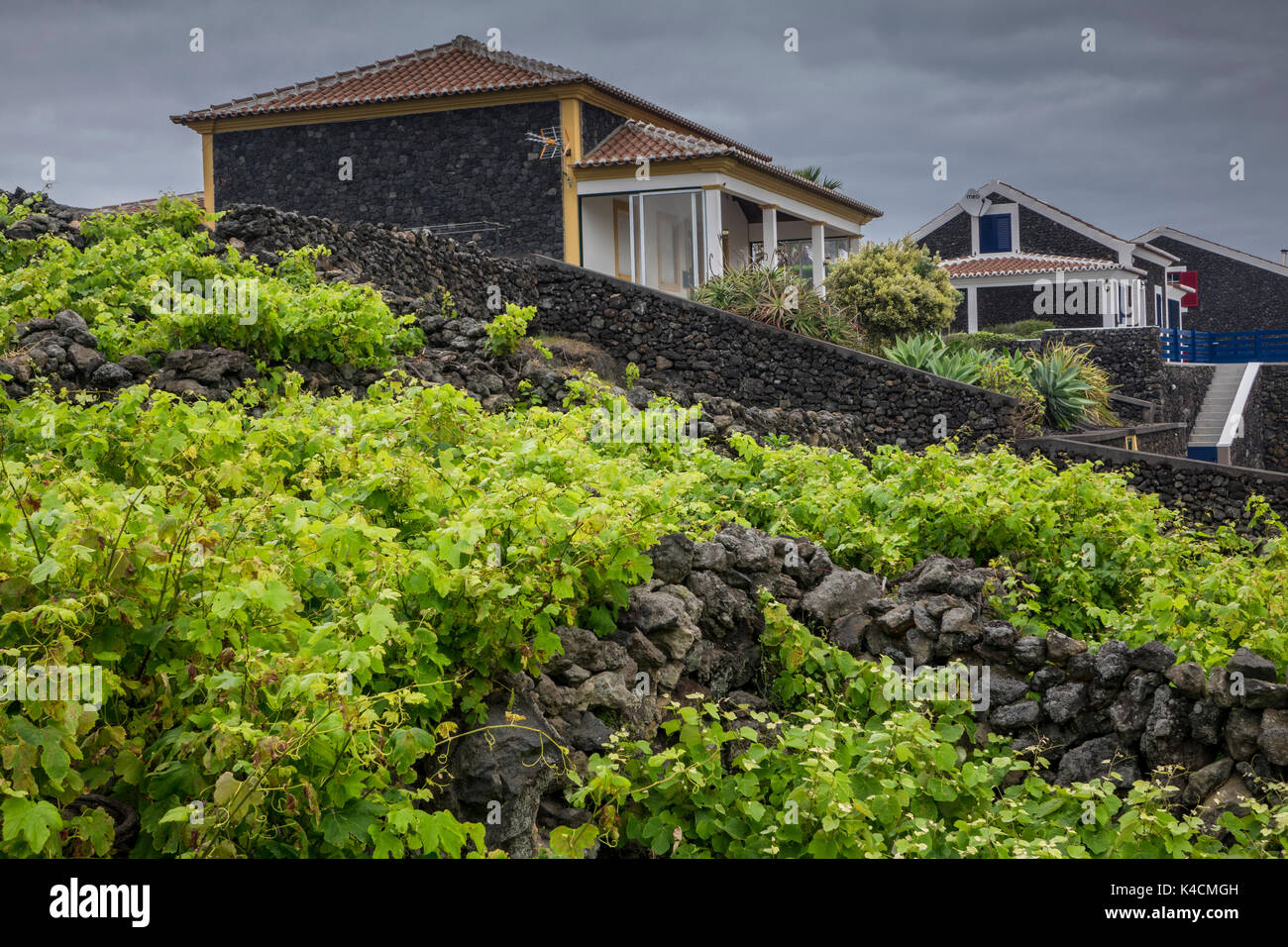 Viti verde chiaro tra pareti di pietra secca di Lava scuro. In background edifici residenziali. Terceira, Azzorre Foto Stock