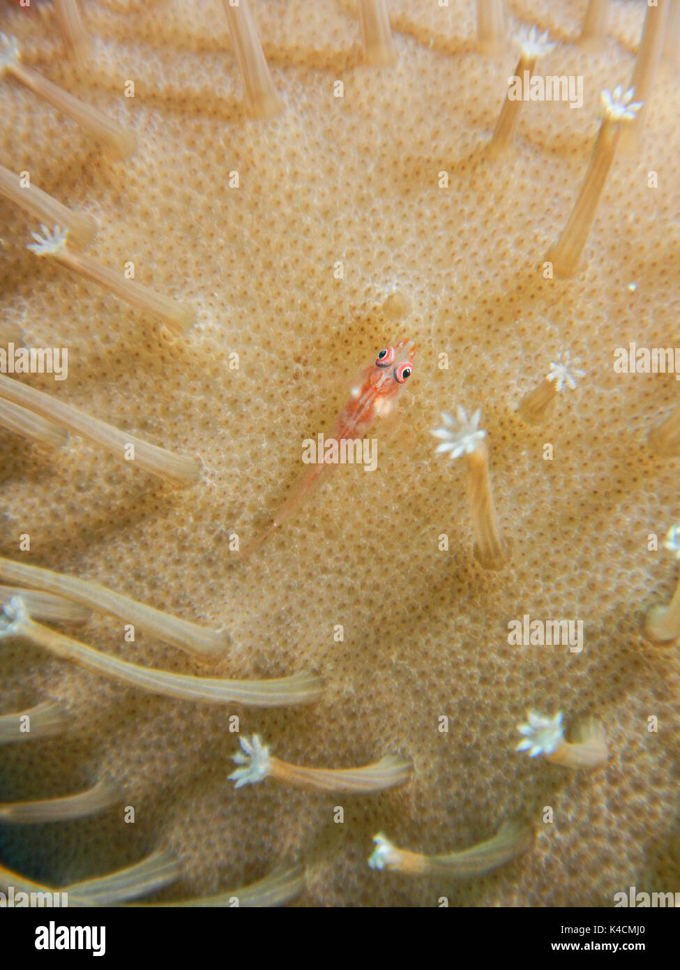 Birgmouth Triplefin su Soft Coral. Selayar, Sulawesi meridionale Foto Stock