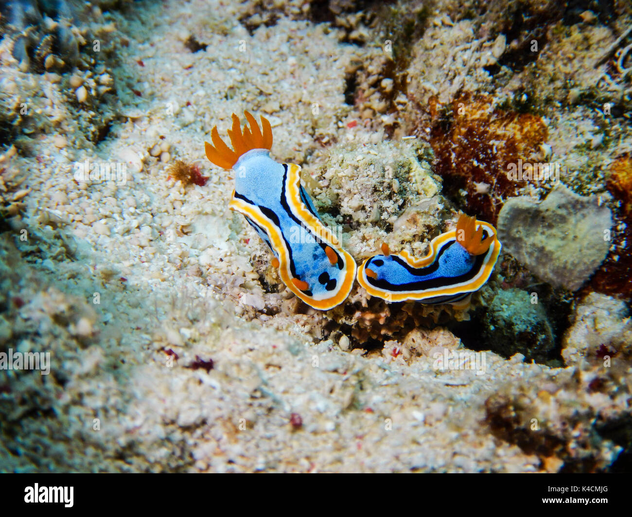 2 Due pigiama lumache, Chromodoris Elizabethina, pronto ad accoppiarsi. Selayar, Sulawesi meridionale Foto Stock