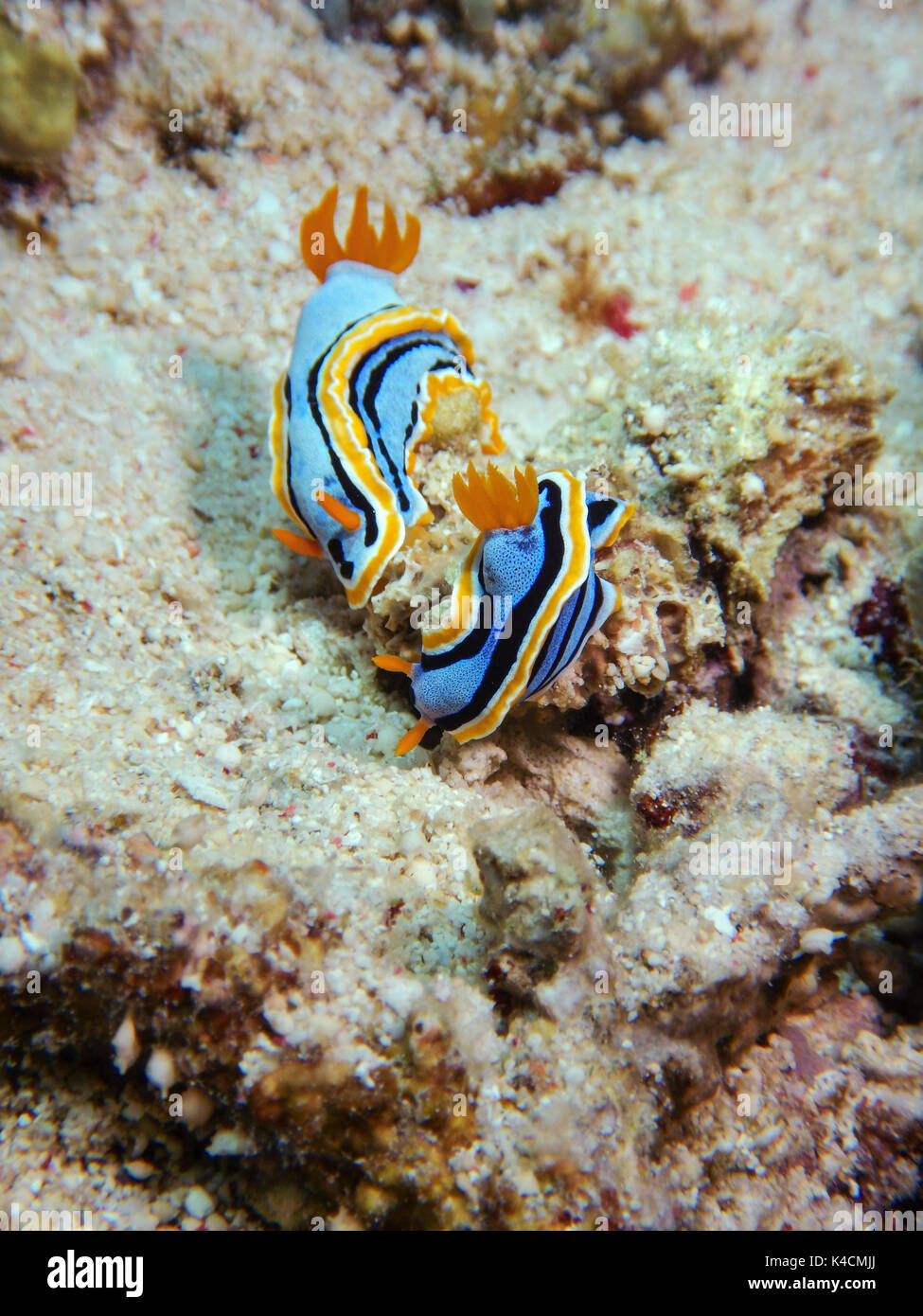 2 due pigiama lumache, chromodoris elizabethina, pronto ad accoppiarsi. selayar, Sulawesi meridionale Foto Stock