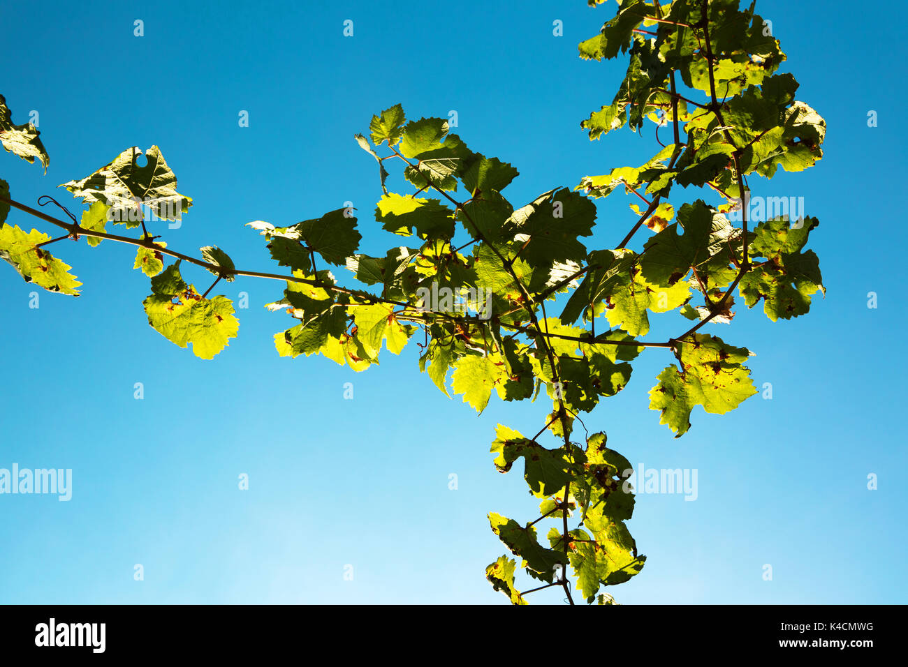 I vitigni contro un cielo blu dalla prospettiva di rana Foto Stock