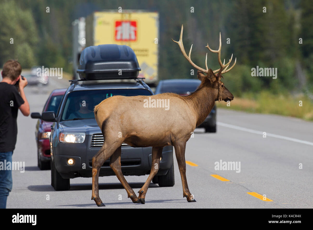 Elk / wapiti (Cervus canadensis) bull attraversamento strada trafficata di fronte a turisti in auto in estate, il Parco Nazionale di Jasper, Alberta, Canada Foto Stock