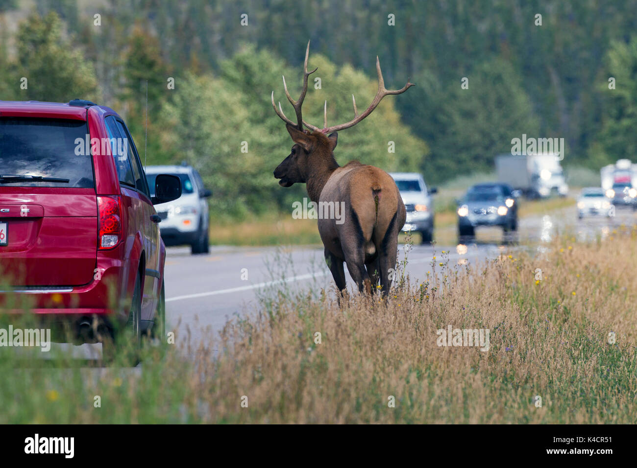 Elk / wapiti (Cervus canadensis) bull attraversamento strada di fronte ai turisti in auto in estate, il Parco Nazionale di Jasper, Alberta, Canada Foto Stock
