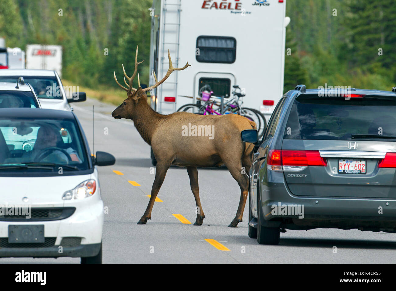 Elk / wapiti (Cervus canadensis) bull attraversamento strada di fronte ai turisti in auto in estate, il Parco Nazionale di Jasper, Alberta, Canada Foto Stock