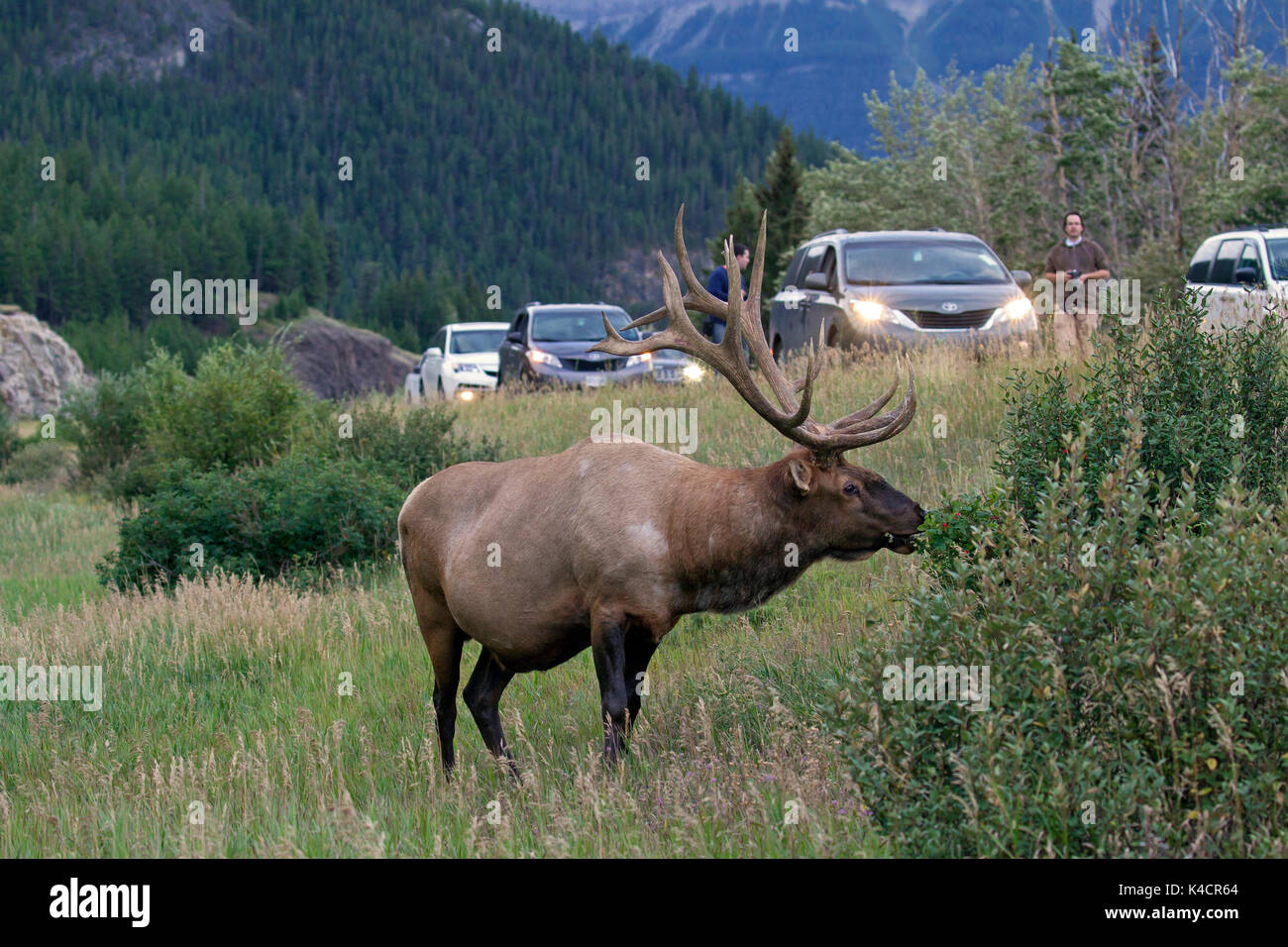 Elk / wapiti (Cervus canadensis) bull navigando nella parte anteriore dei turisti curiosi e auto sulla strada trafficata in estate, il Parco Nazionale di Jasper, Alberta, Canada Foto Stock