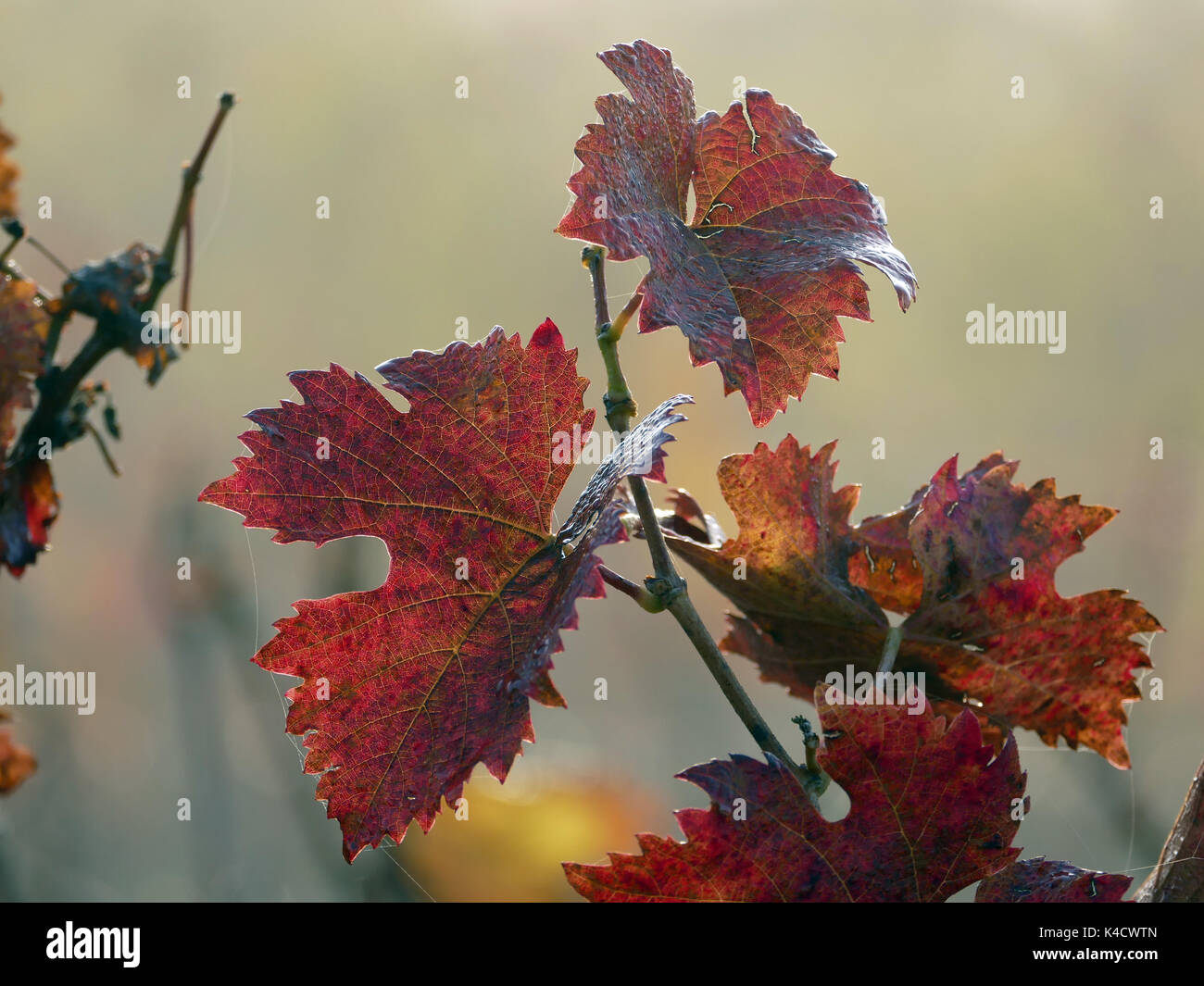 È autunno in vigna, Rhinehesse Foto Stock