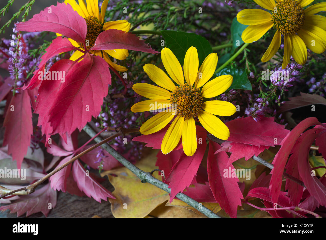Caduta coloratissimi fiori e foglie ancora vita closeup Foto Stock