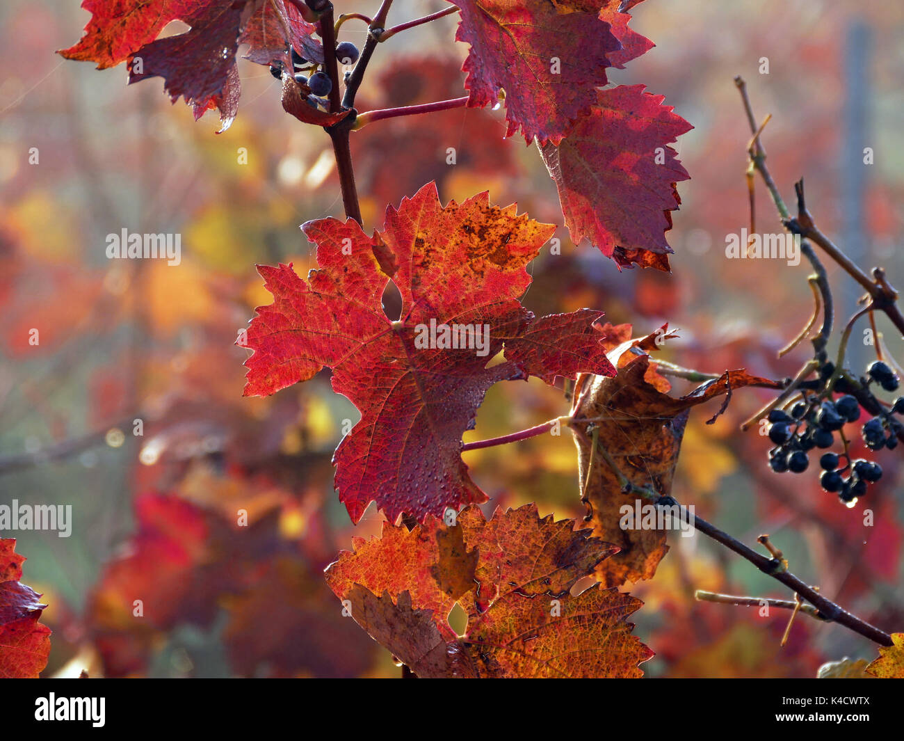È autunno in vigna, Rhinehesse Foto Stock