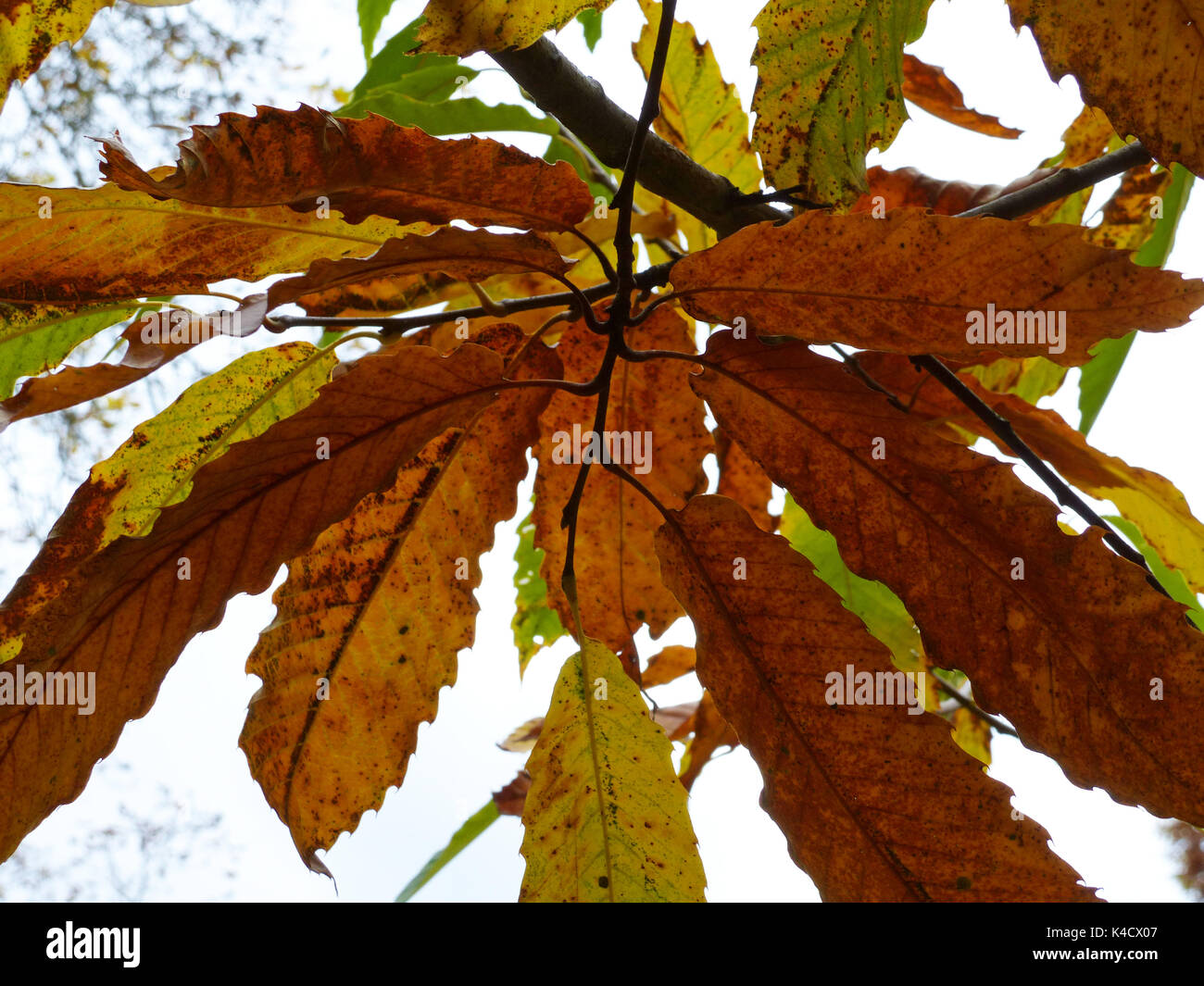 Castagno dolce, Herbstblätter, Castanea Sativa nella foresta di Palatinato Foto Stock