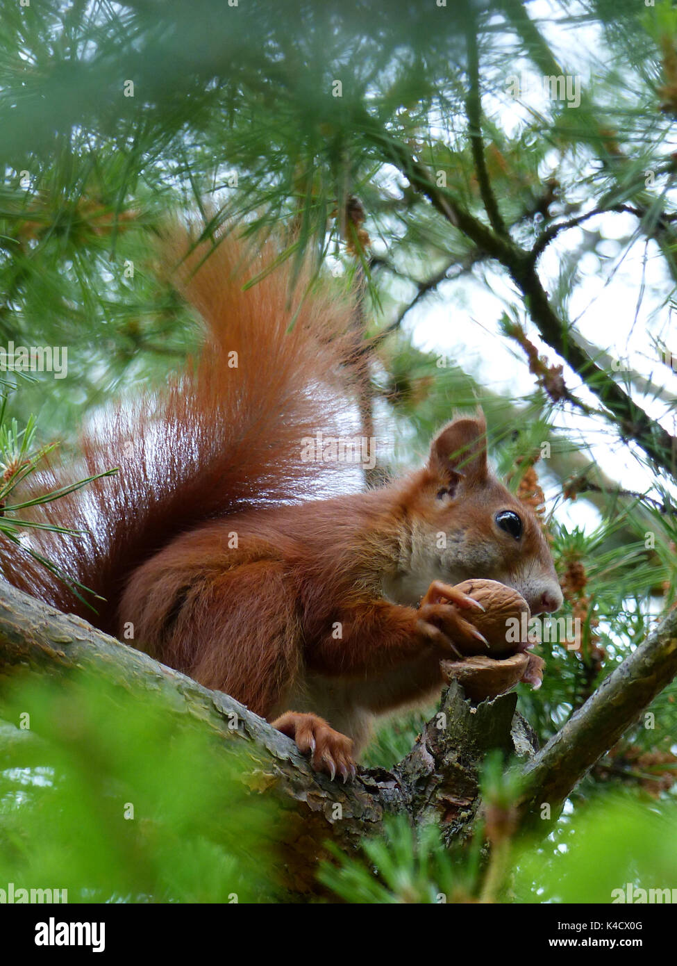 Red-Brown scoiattolo è seduto su un pino e mangiare una noce Foto Stock