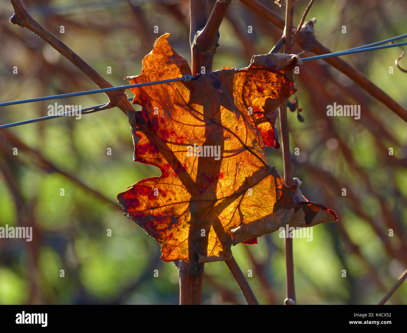 Red-Brown autunnale di foglia di vite sulla vite Foto Stock