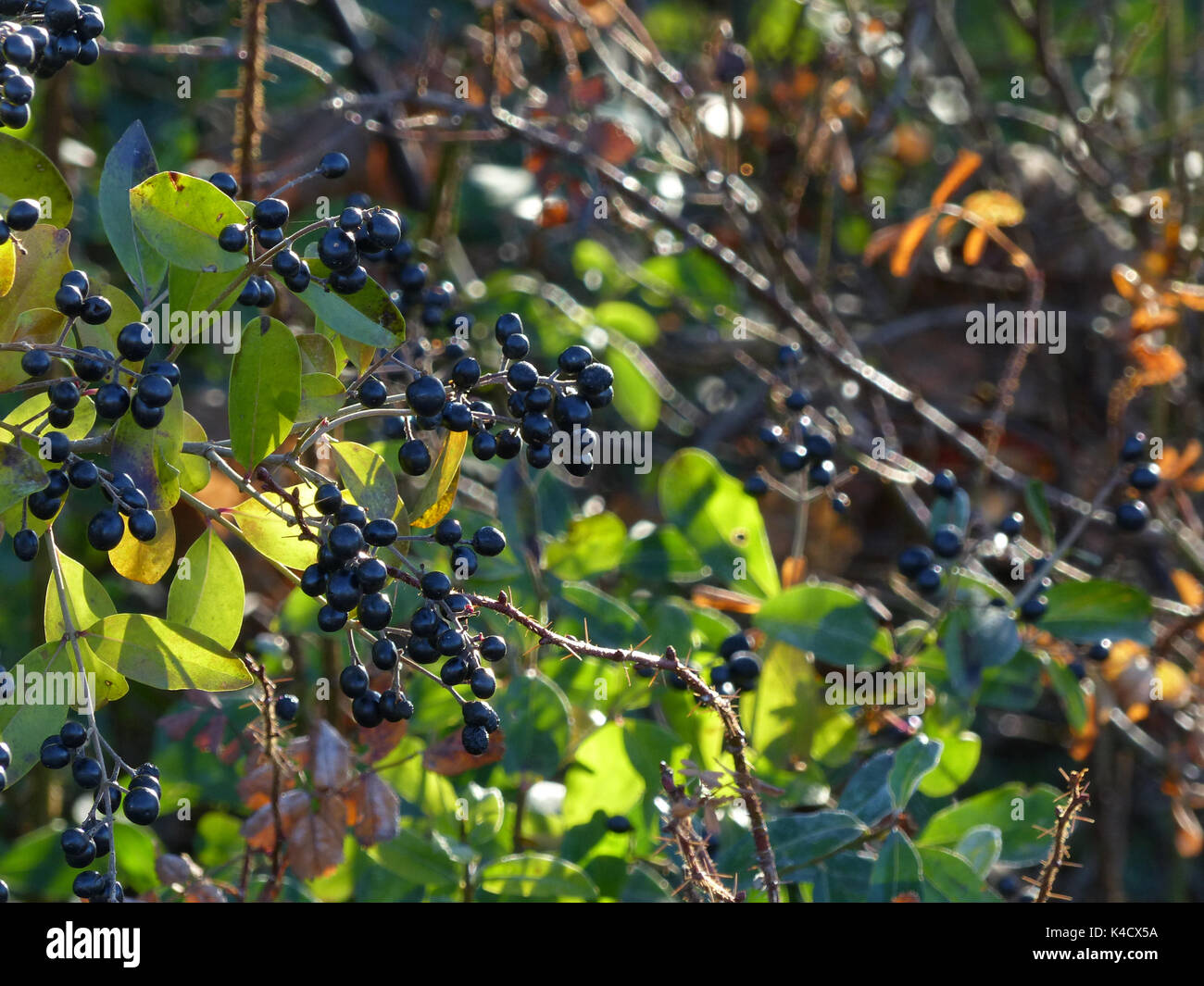 Ligustro, Ligustrum Foto Stock