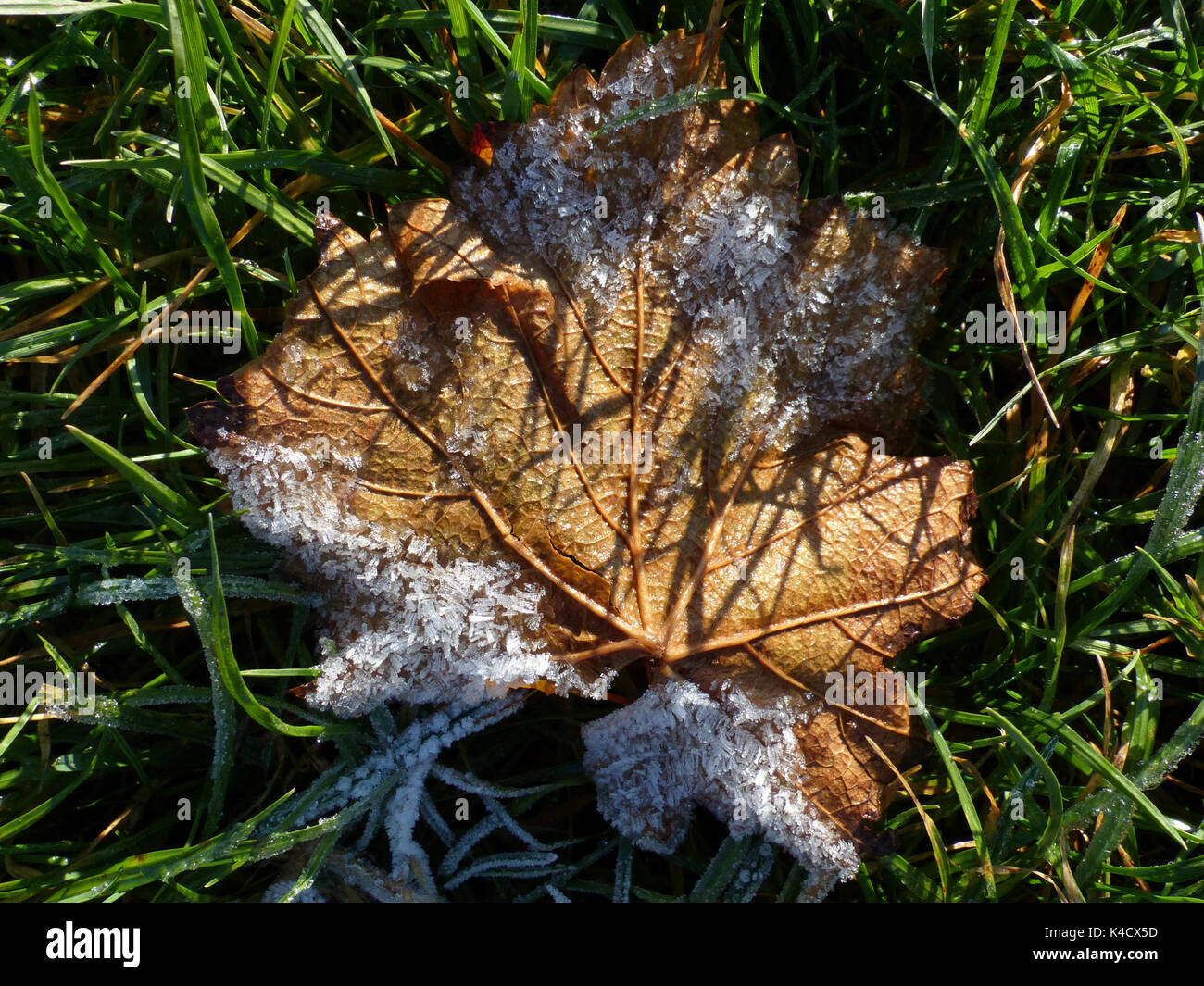 I cristalli di ghiaccio sulle foglie giacente a terra Foto Stock