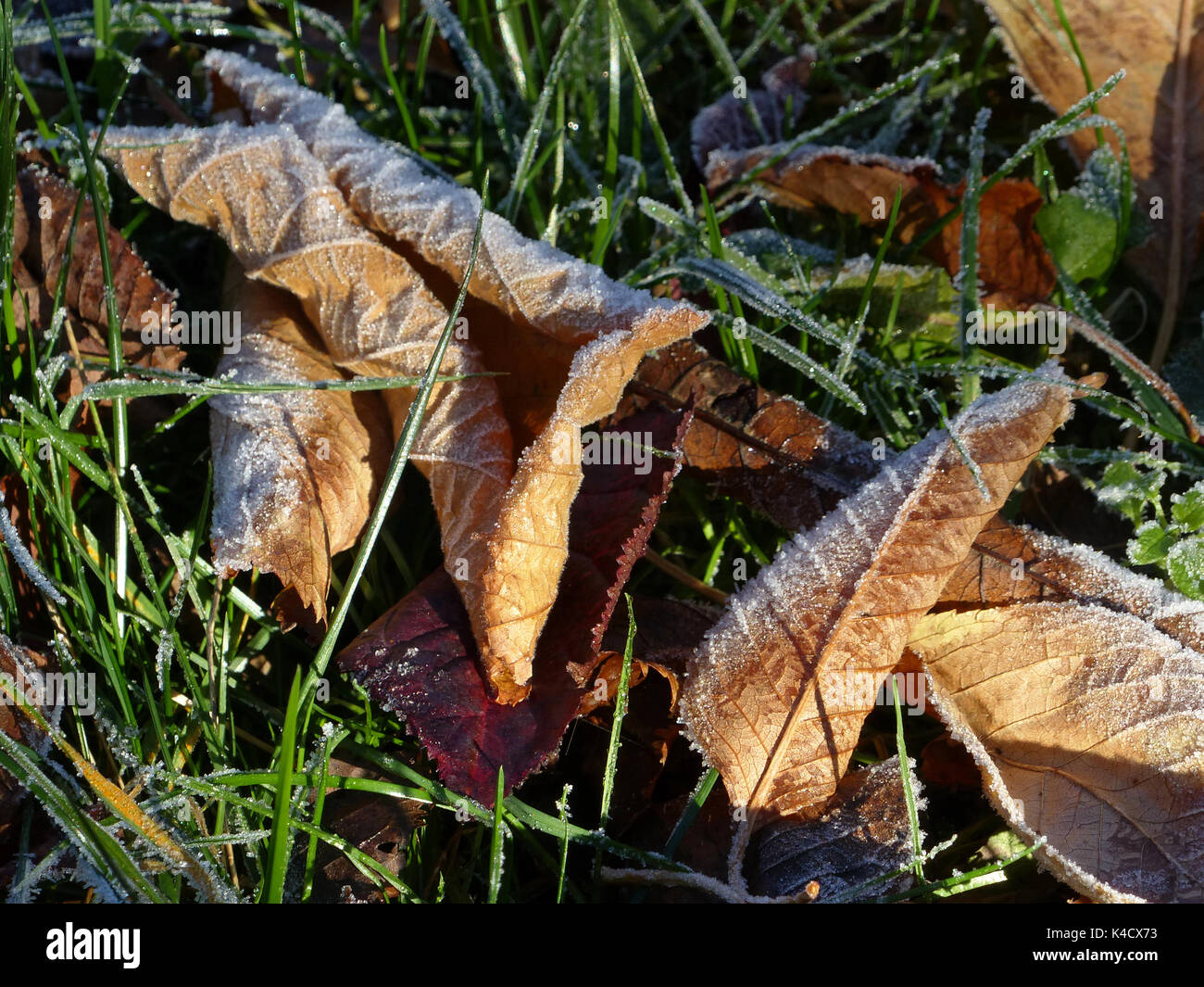 Bruna Frosty foglie d'autunno che giacciono a terra Foto Stock