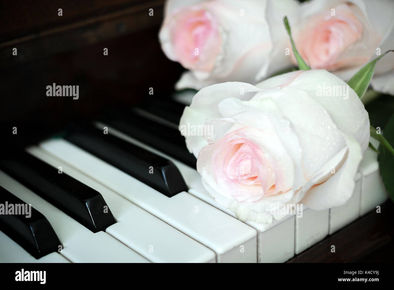 Close-up di colore rosa pallido le rose sono giacenti sul vecchio pianoforte tastiera. Foto Stock