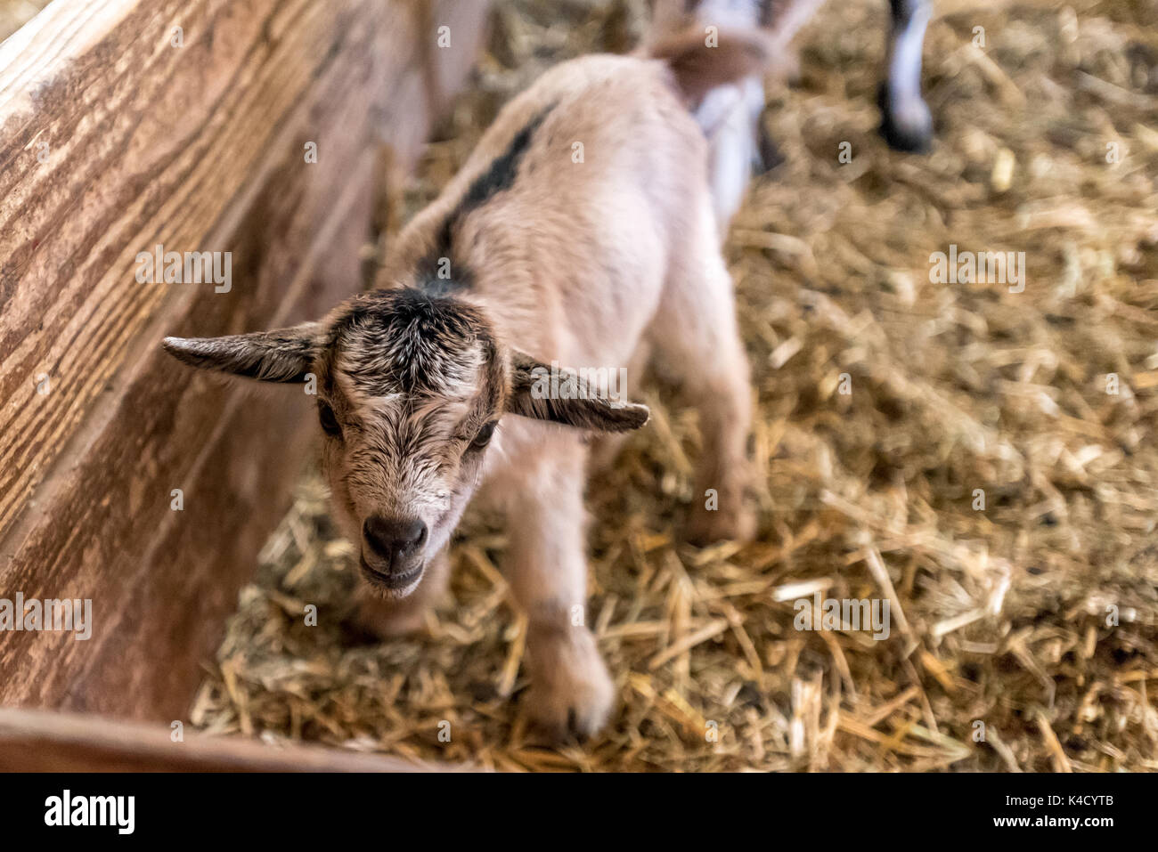 Un neonato capra sorge su traballante gambe, close up della cute degli animali da allevamento in stalla. Foto Stock