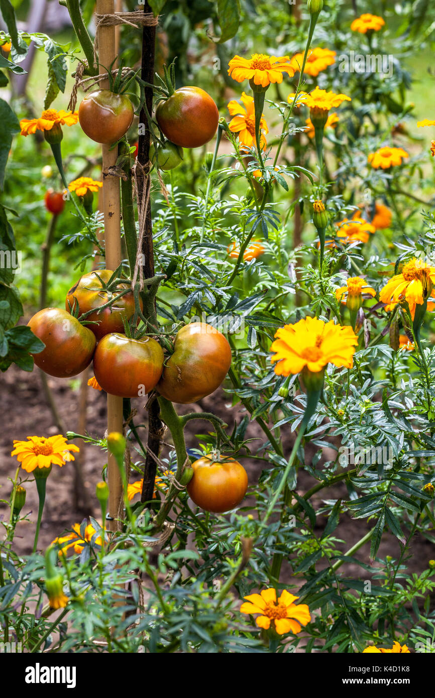 La calendula francese coltivava insieme i pomodori in Row Tomato Wine Garden Tomatoes Growing Garden August Fruits Ripe Tomatoes on the Vine matura non maturi Foto Stock