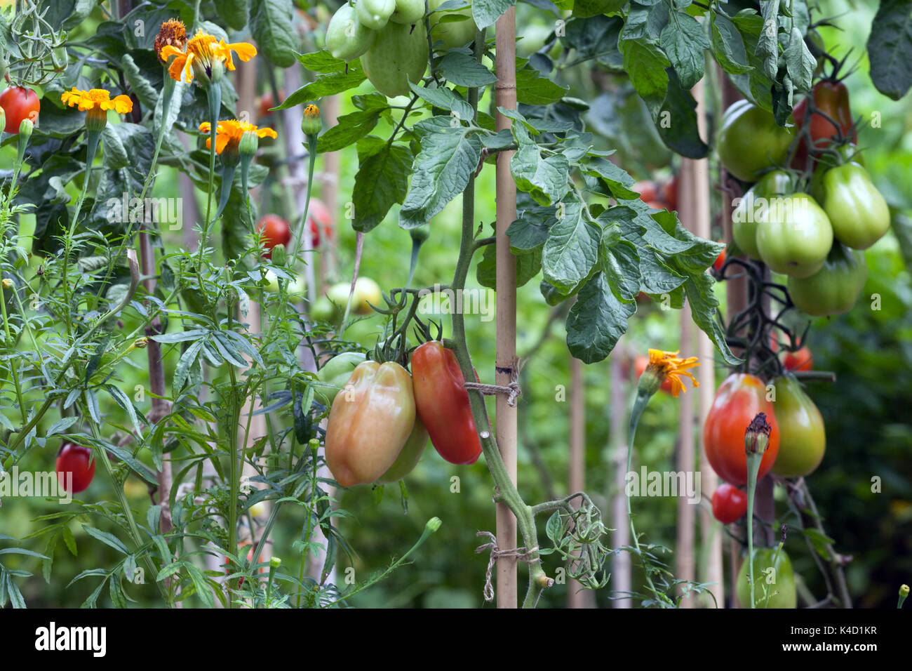 I pomodori la maturazione sulla pianta in giardino Foto Stock