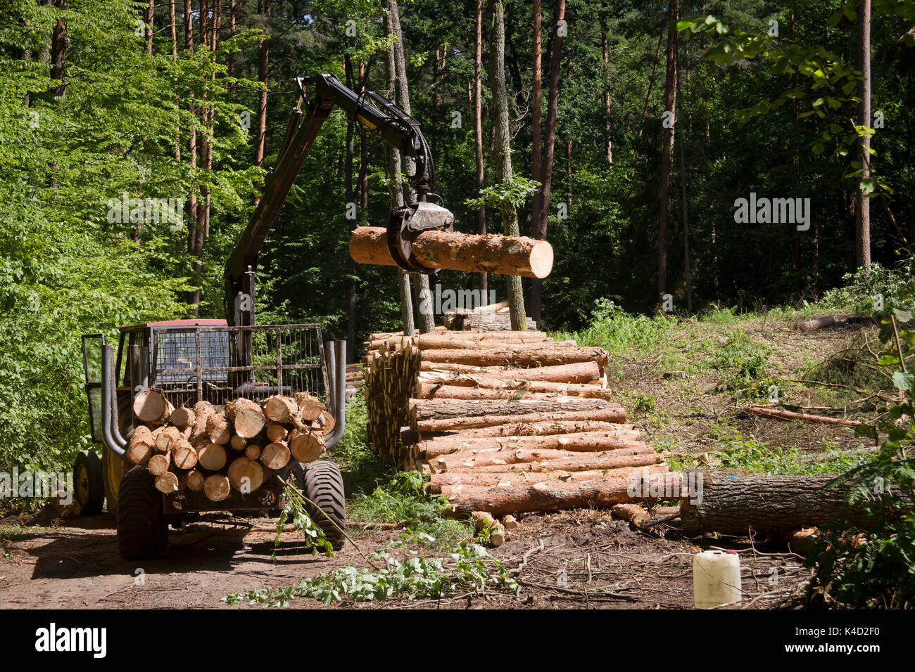 Il carico del trattore legname nella foresta. La masuria regione. la Polonia. Foto Stock