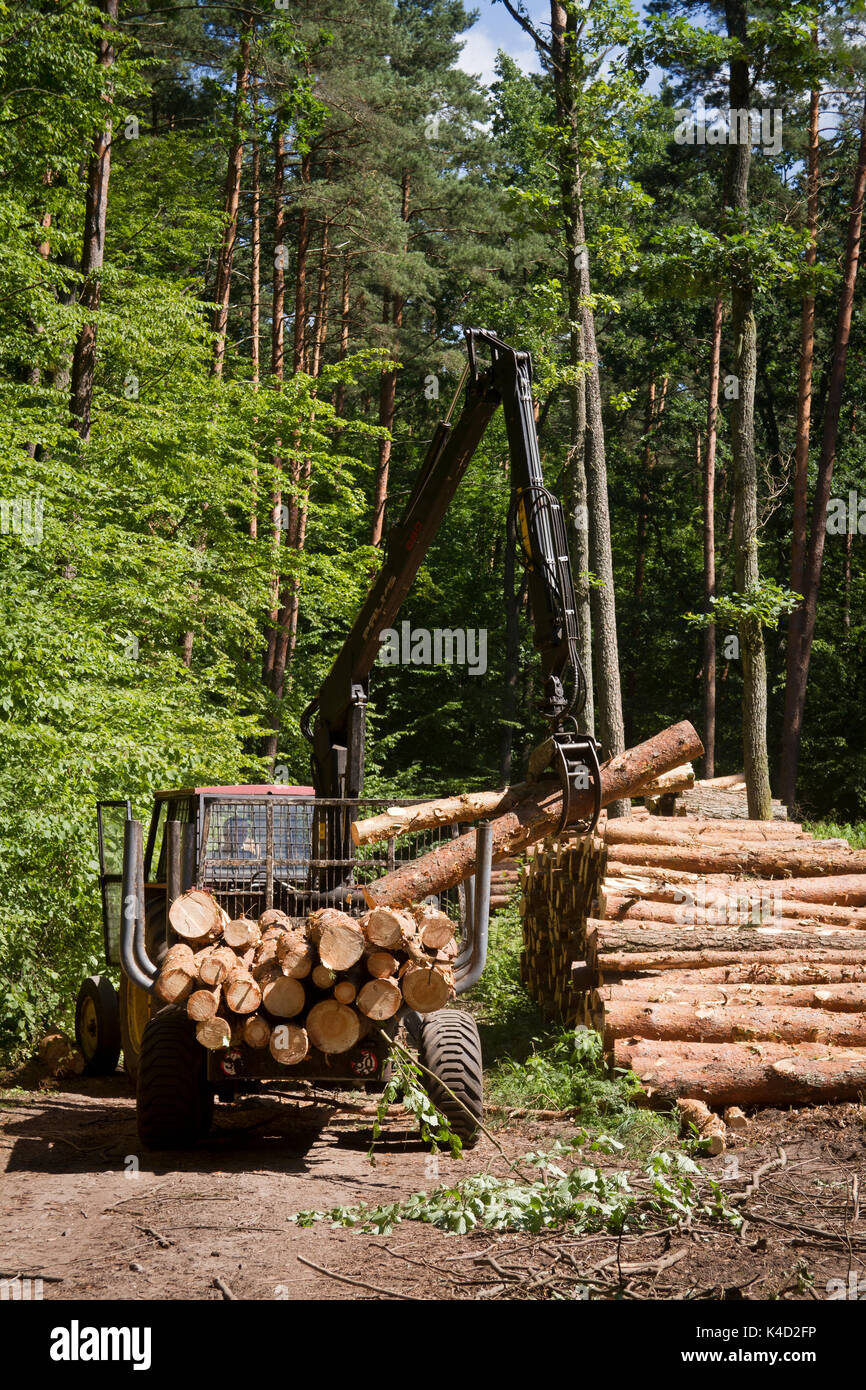 Il carico del trattore legname nella foresta. La masuria regione. la Polonia. Foto Stock