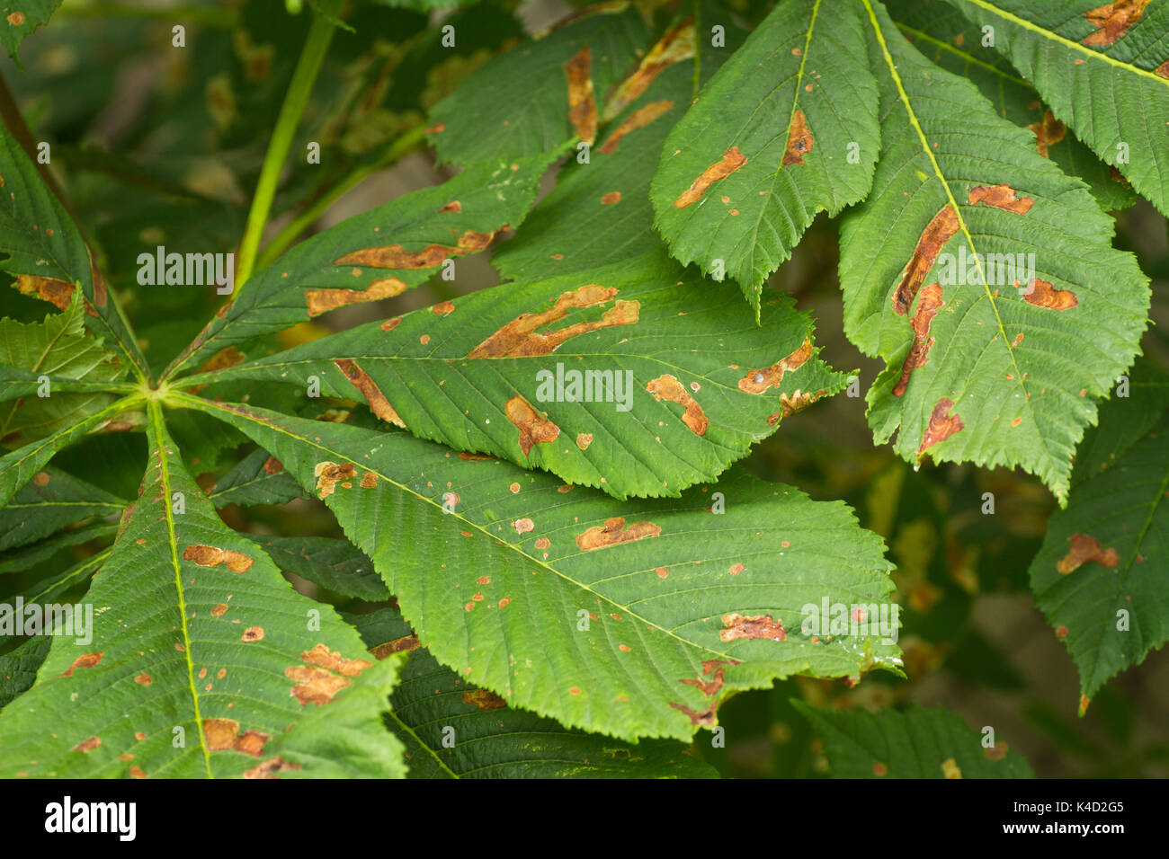 Ippocastano leaf miner (cameraria ohridella) le larve e le miniere in cavallo di foglie di castagno Foto Stock