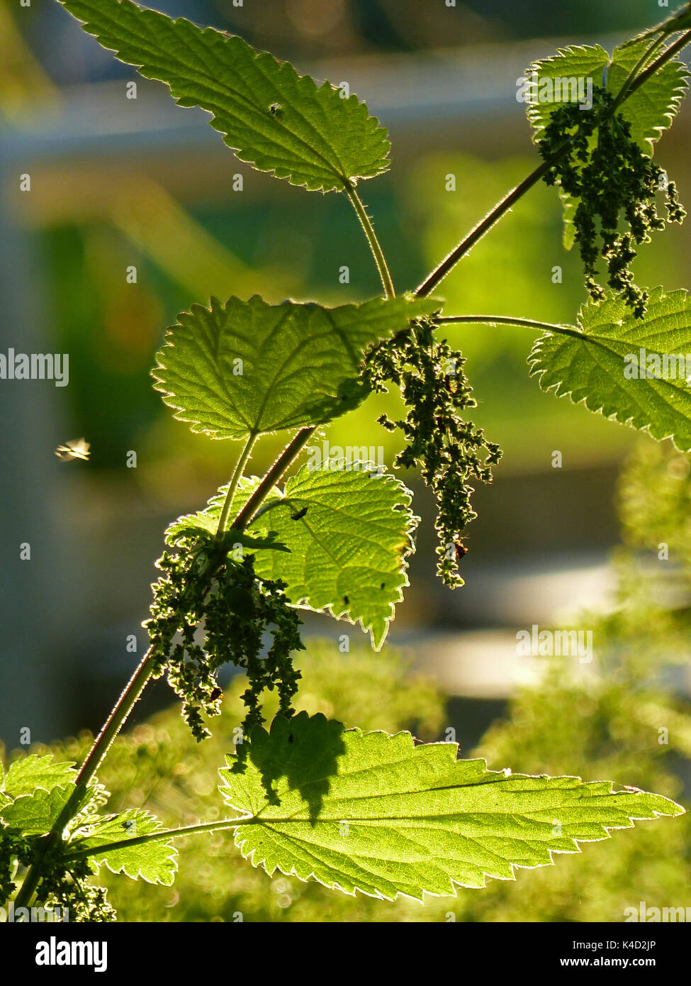 Ortica, semi Foto Stock