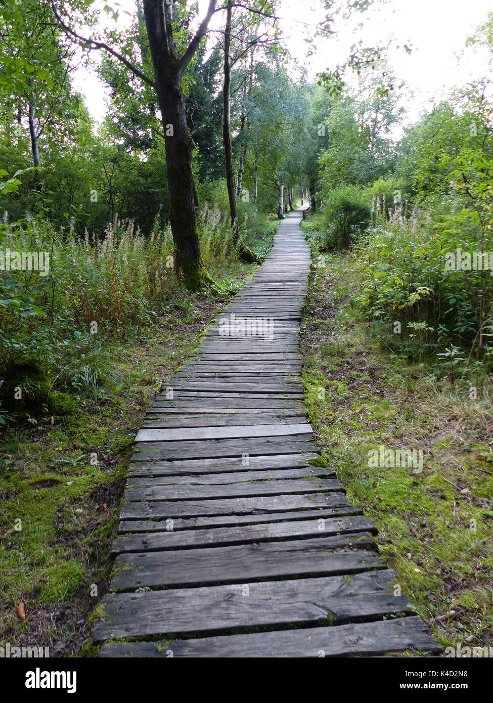 Modo sicuro attraverso il Moor, Log lastricato percorso nel Black Moor, Rhoen Foto Stock