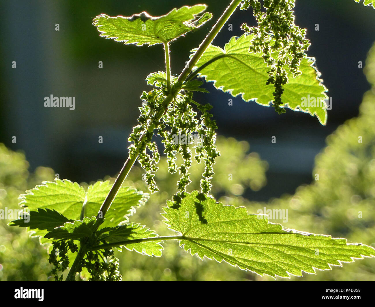 Ortica, semi Foto Stock