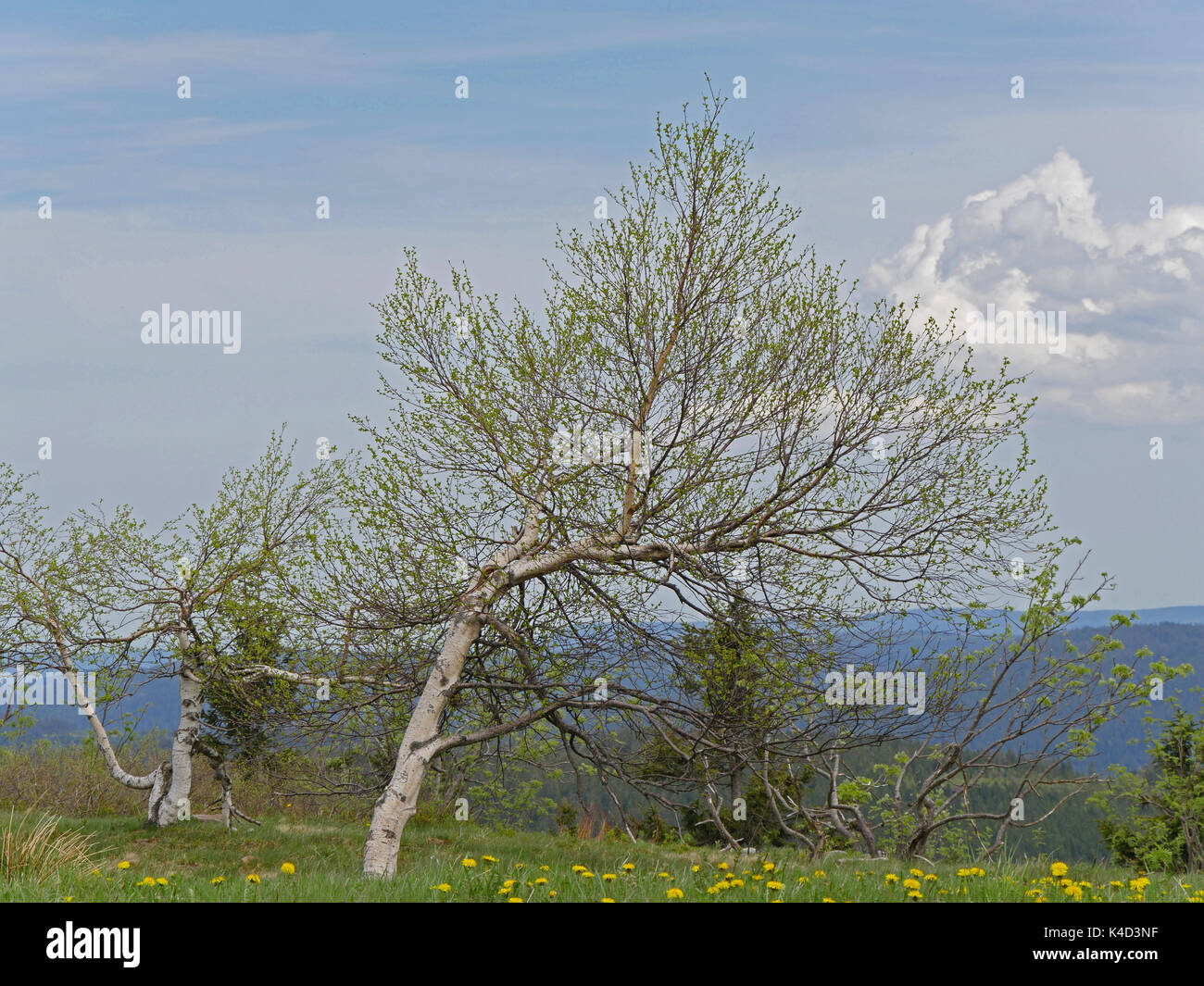 Hornisgrinde, Alta Moor nella Foresta Nera Foto Stock