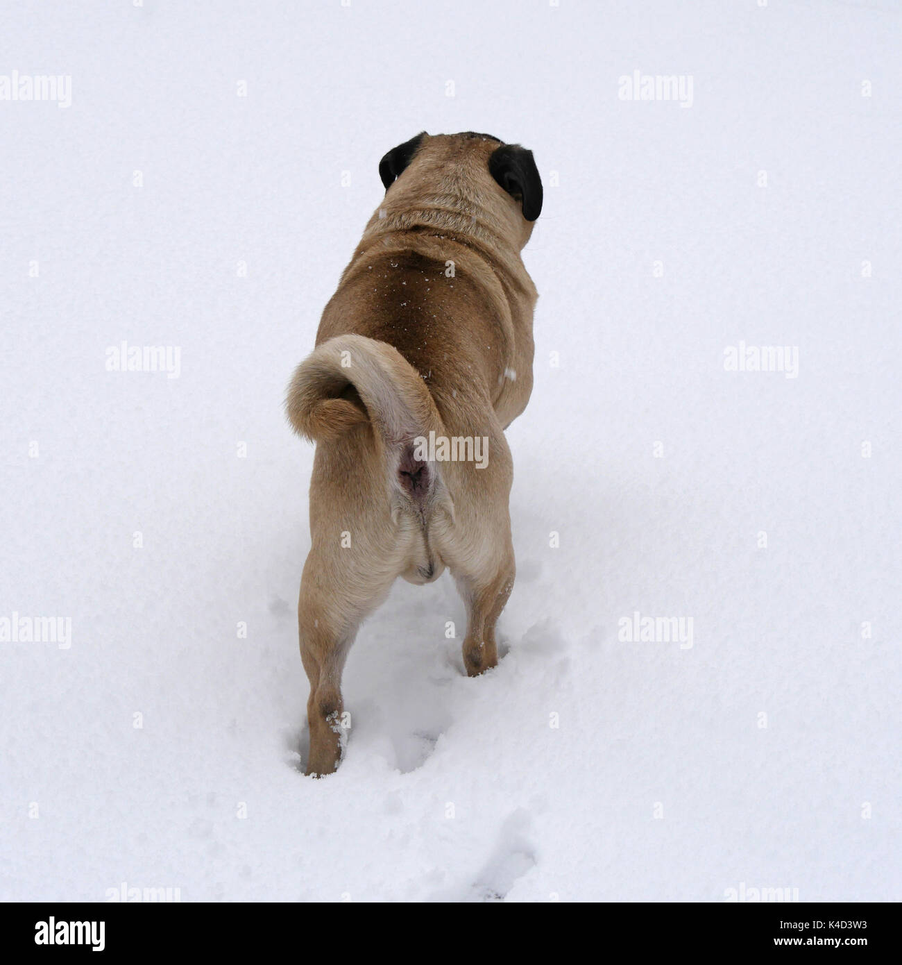 Il beige Pug a piedi nella neve bianca Foto Stock